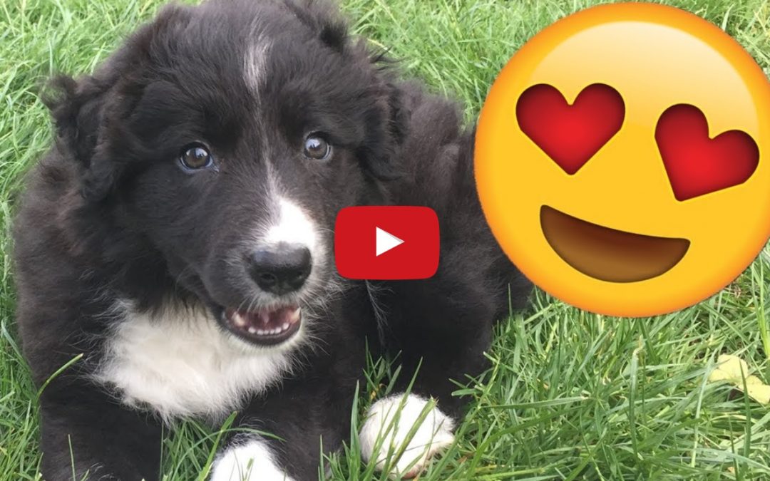 Scottish YouTuber Adopts New Border Collie Puppy