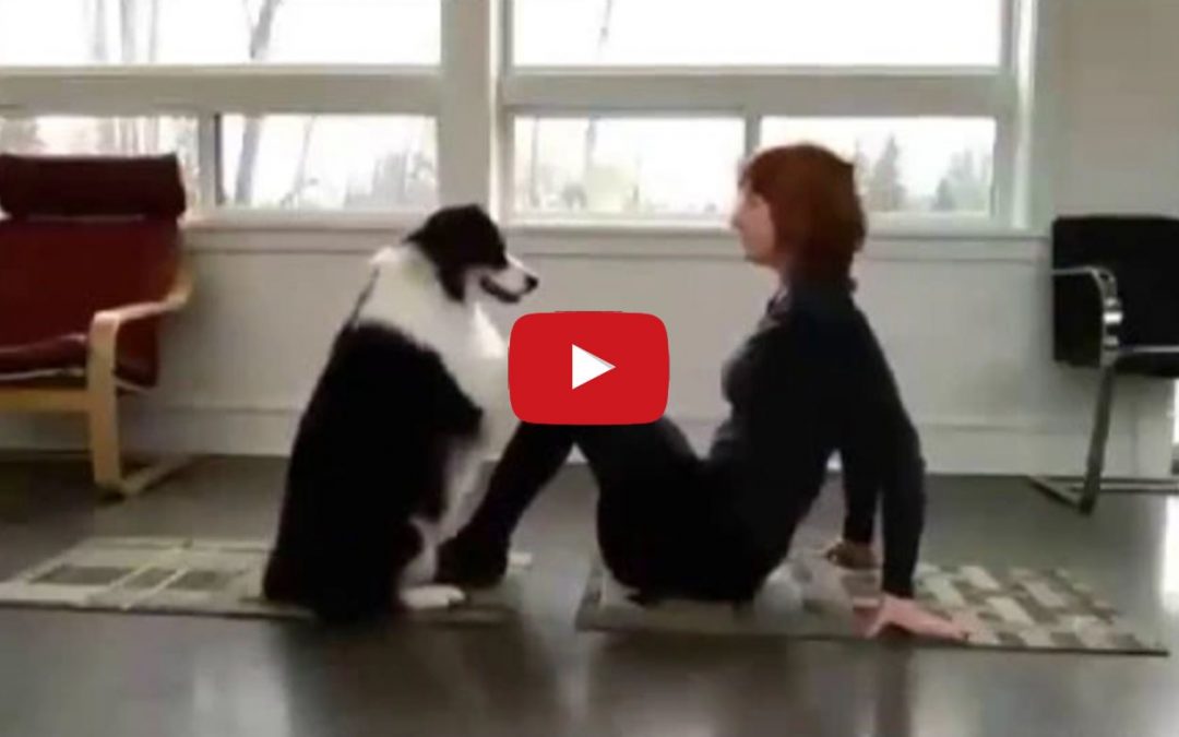 Border Collies Make Great Exercise Companions!