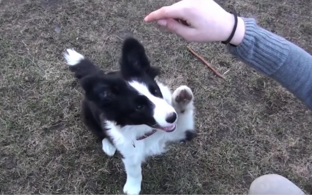 Tulia is a Cute Border Collie Puppy!