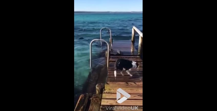 Friendly Baby Seals