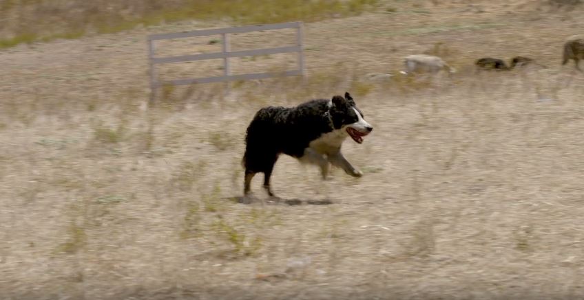 Border Collie Dogumentary