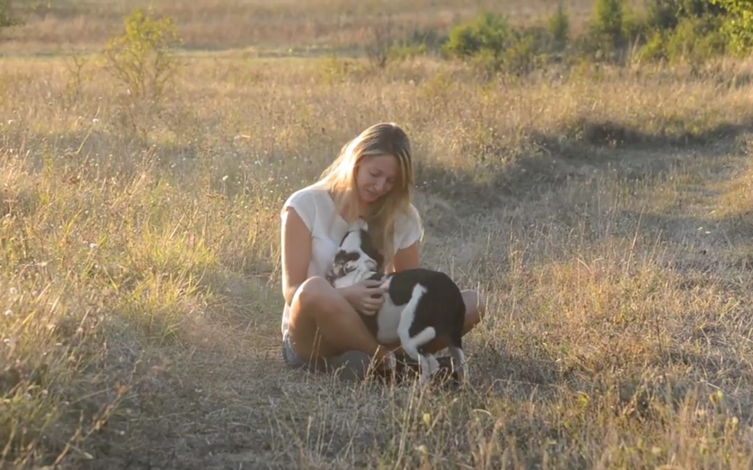 Energetic Border Collie Puppy Playing