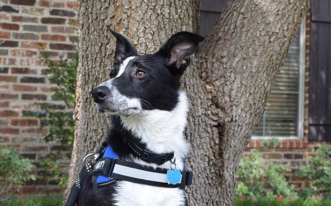 Dash the Border Collie’s Agility Run