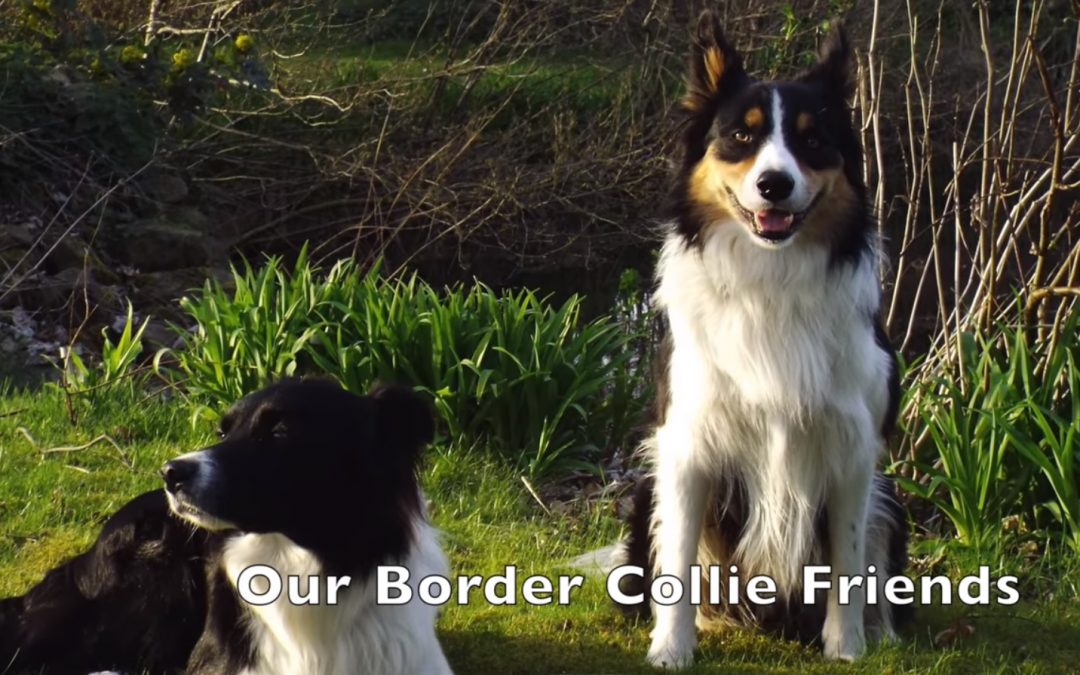 Border Collie Friends