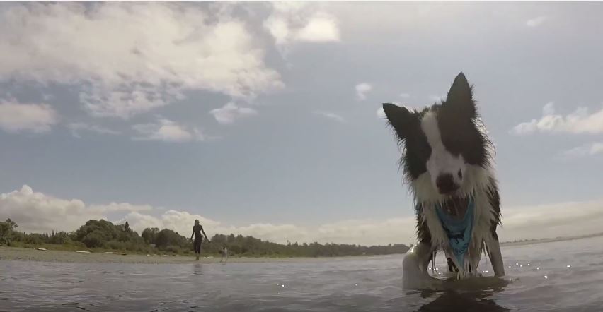 Westcoast Border Collies 2017