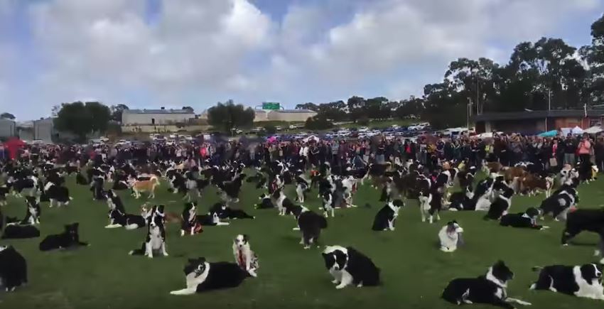 600 Border Collies