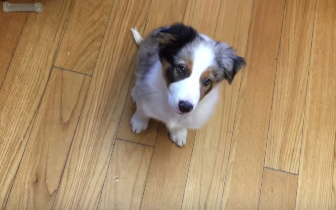 Ten Week old Border Collie Autumn Learns To Sit