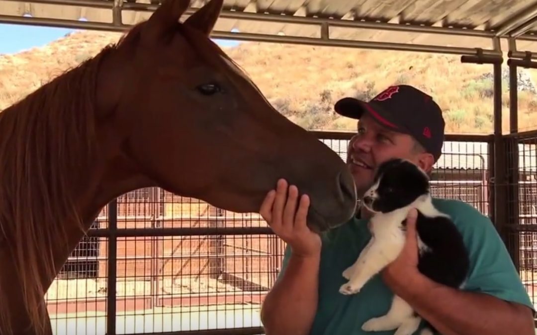 Adorable Meeting Between Border Collie Puppy and Horse