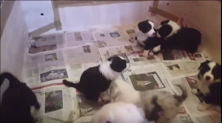 Baby Border Collies