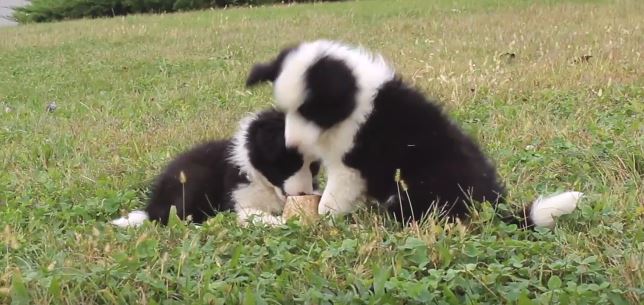 Puppies in the Field