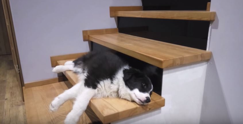 Sleepy Border Collie and the Stairs