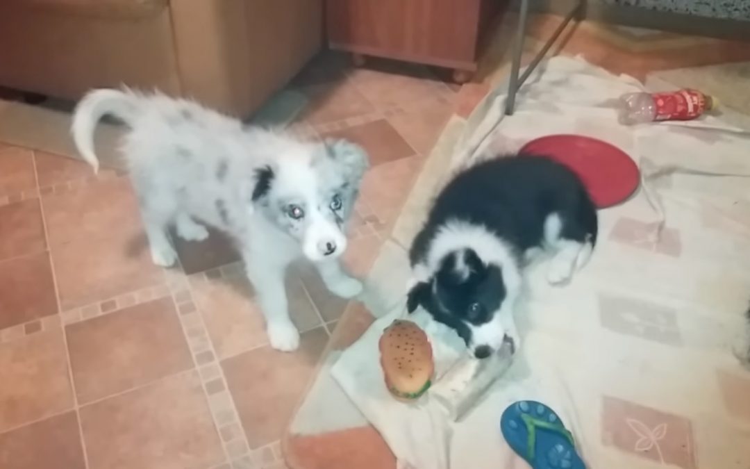 Cute 11 Week Old Border Collie Puppies