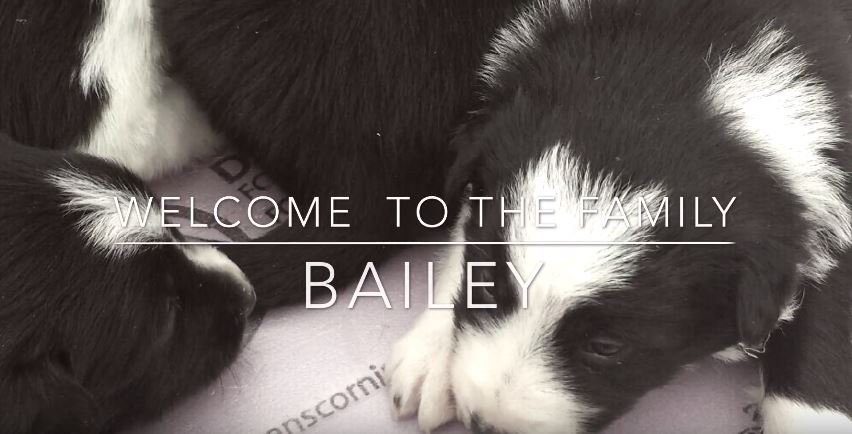 Welcome Bailey