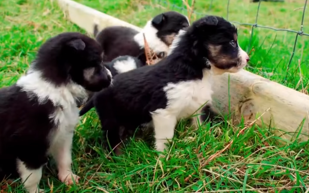 Ireland’s RTÉ One Presents the World’s Cutest Working Sheep Herding Puppies!