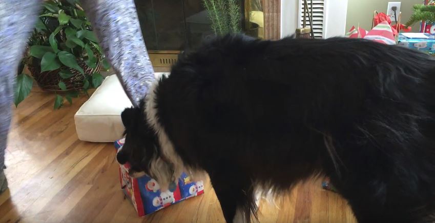 Border Collie Christmas