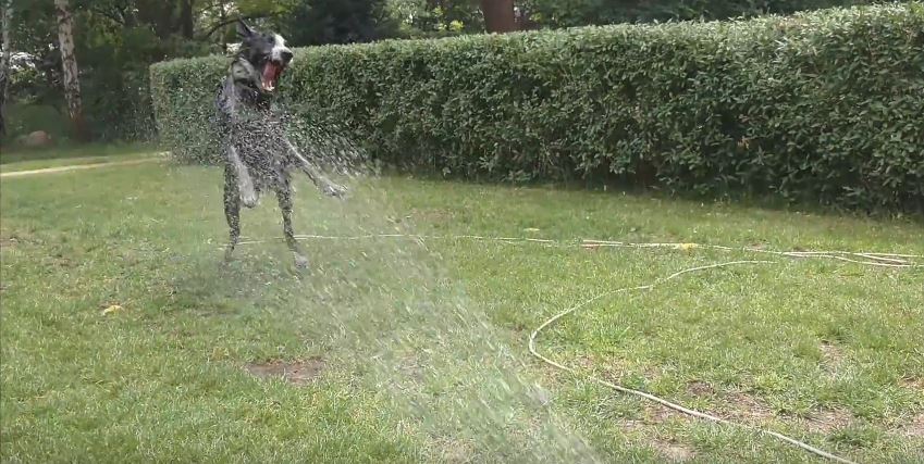 Playful Border Collie