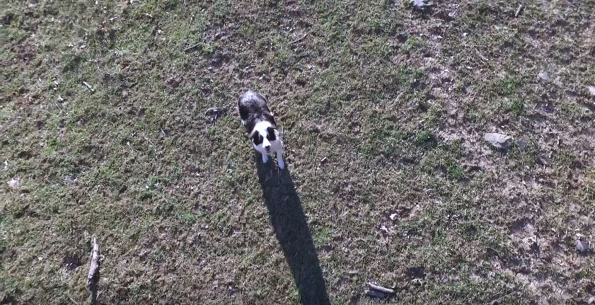 Border Collie Chasing A Drone