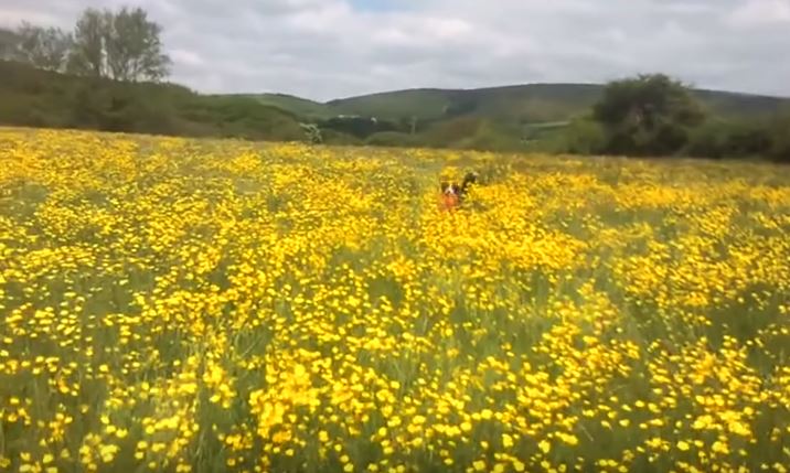 Border Collie Finds Frisbee