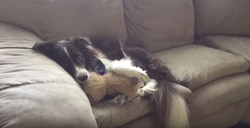 border collie teddy bear