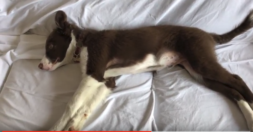 Relaxing Border Collie