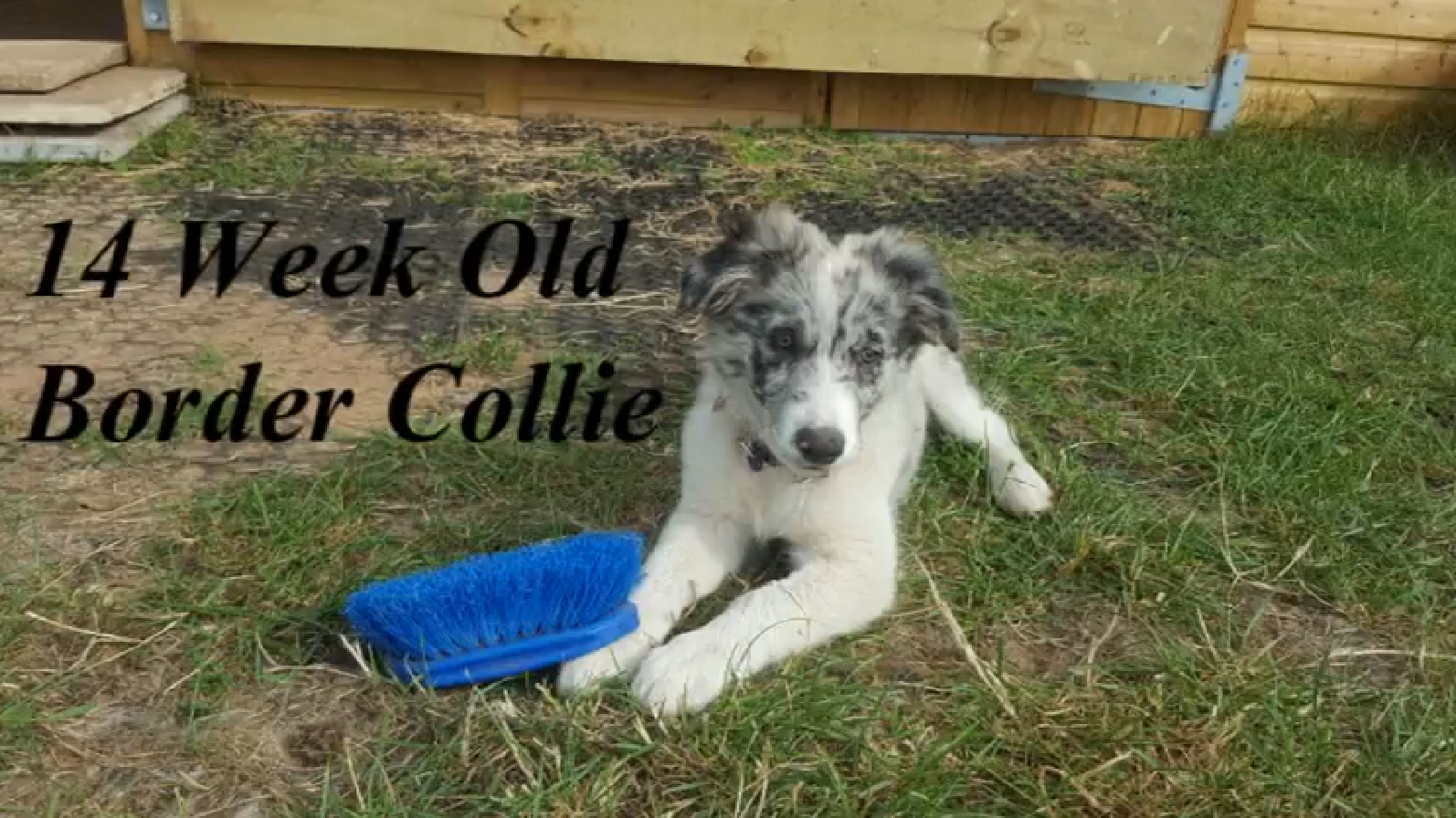border collie puppy week by week
