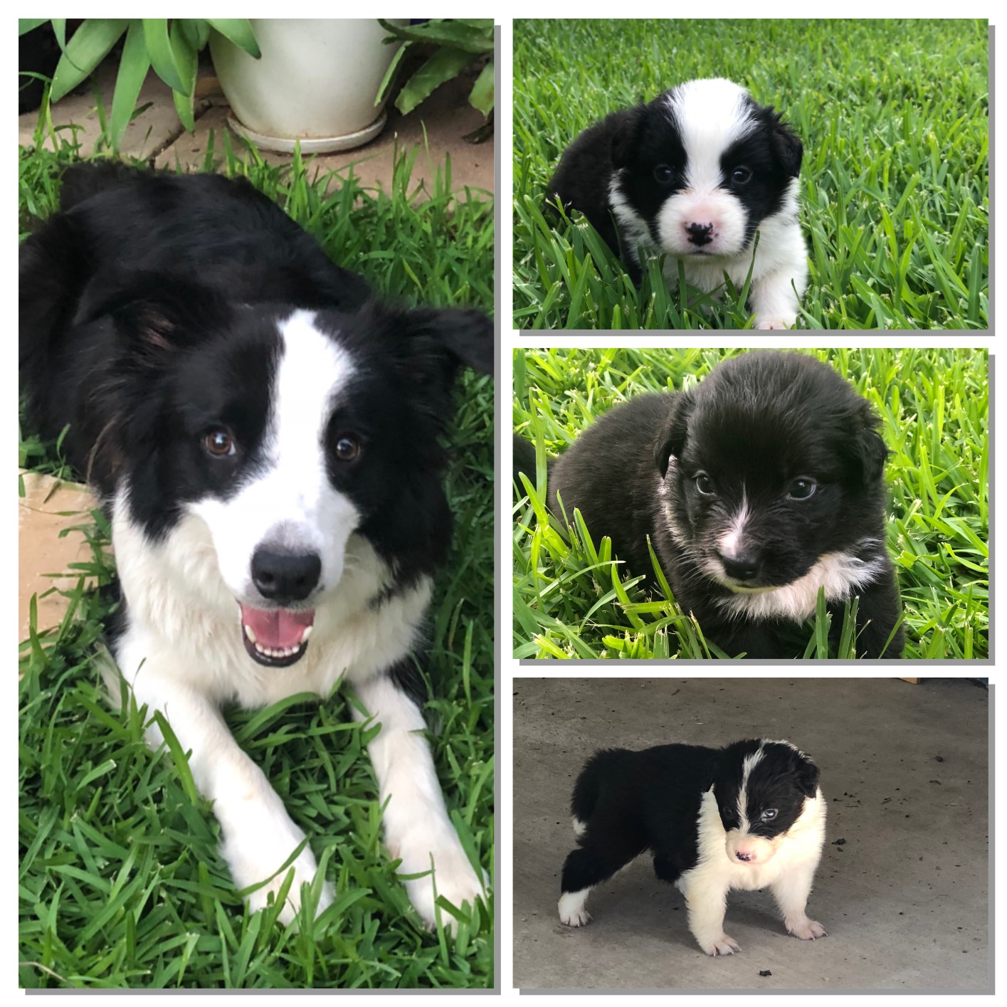looking for border collie puppies