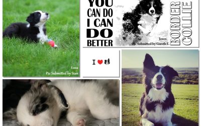Why We Love Border Collies… And You Should Too!